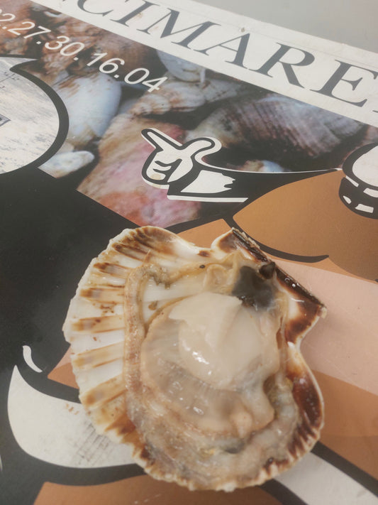 Noix de Coquilles Saint-Jacques