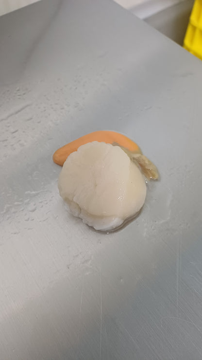 Noix de Coquilles Saint-Jacques