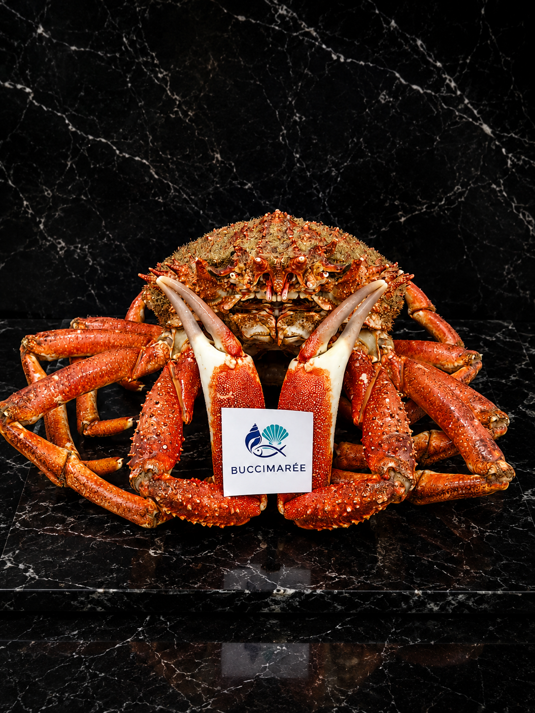 Araignées de mer