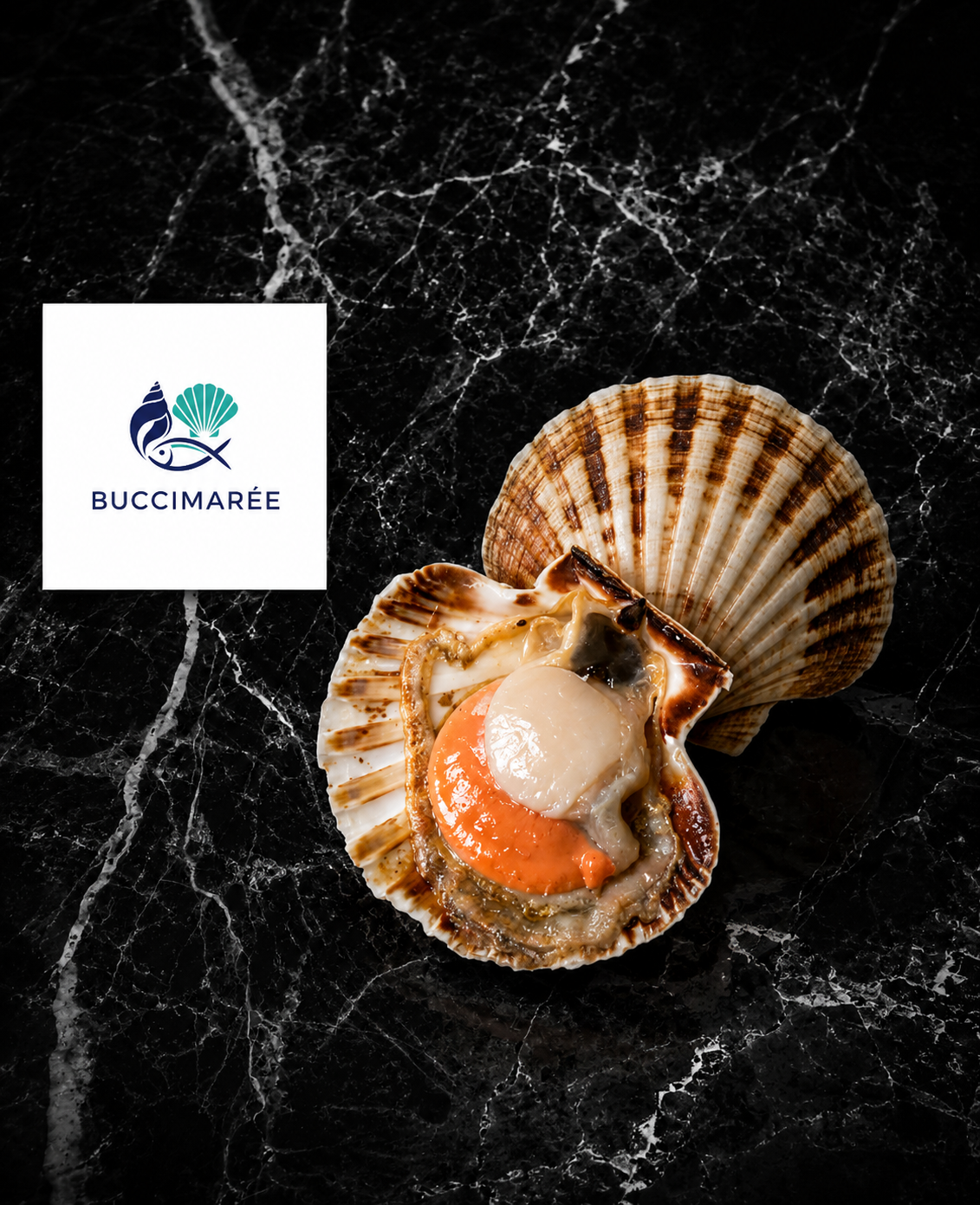 Coquilles Saint-Jacques