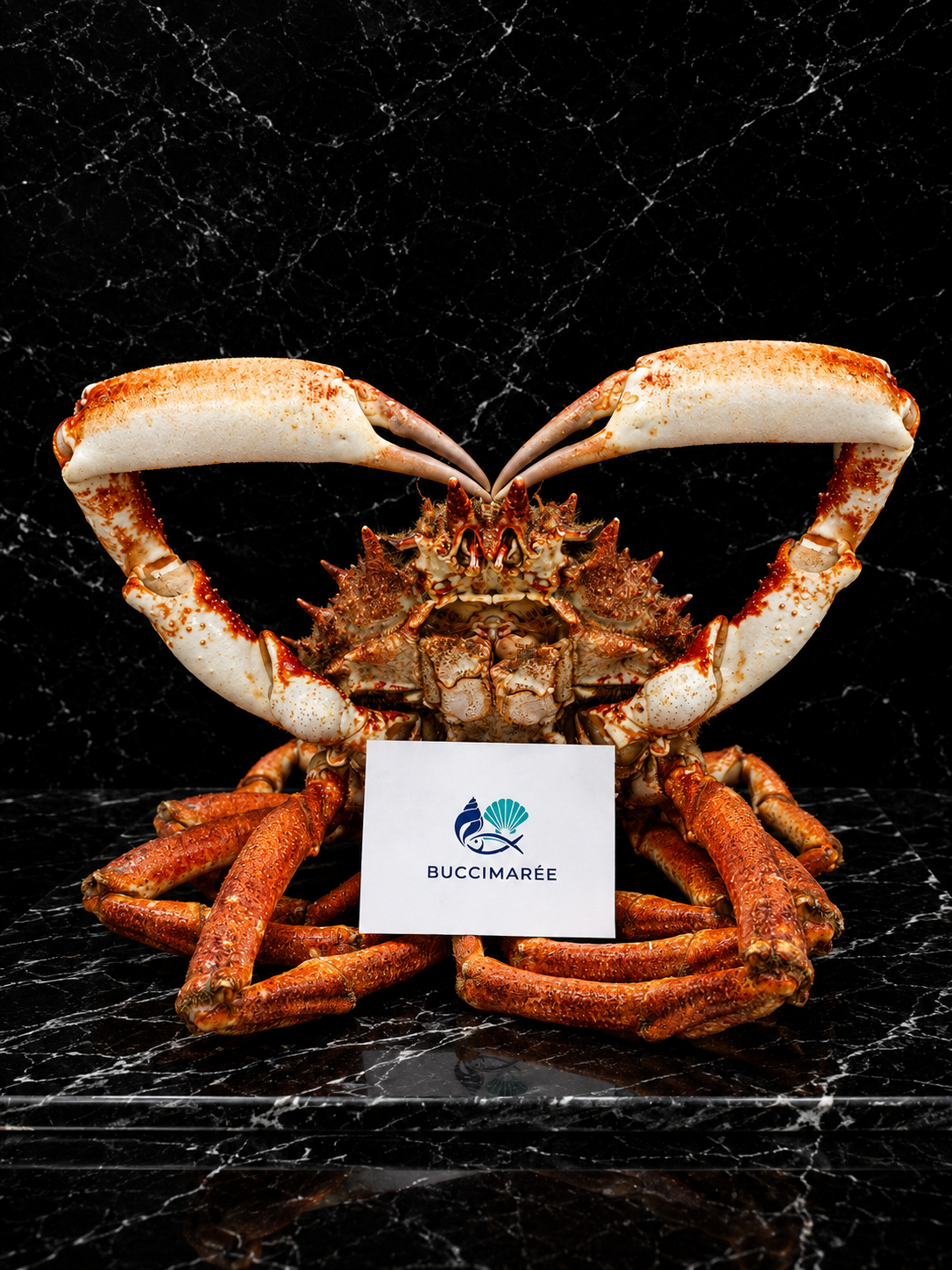 Araignées de mer