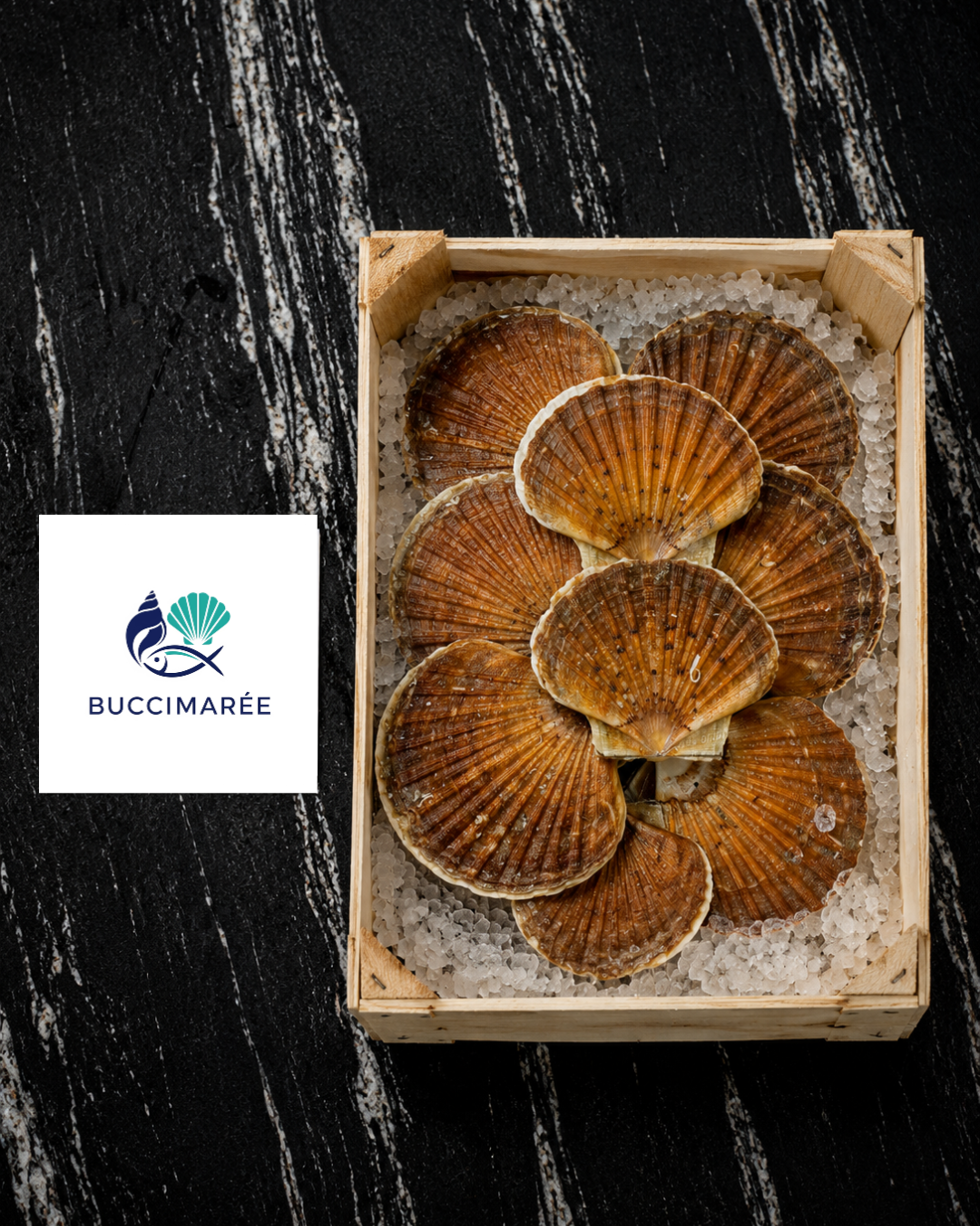 Coquilles Saint-Jacques